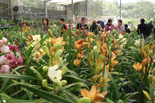 Expresso Turístico da CPTM fará viagem ao Festival de Orquídeas